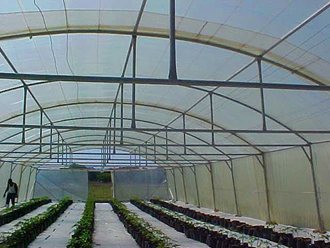 greenhouse_tunnel_sales (11)