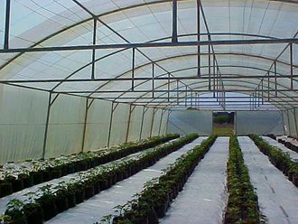 greenhouse_tunnel_sales (13)