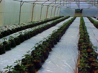 greenhouse_tunnel_sales (16)