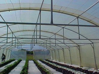 greenhouse_tunnel_sales (17)