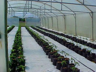 greenhouse_tunnel_sales (18)