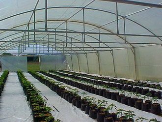 greenhouse_tunnel_sales (20)