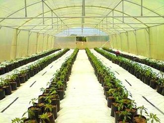 greenhouse_tunnel_sales (29)