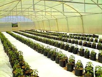 greenhouse_tunnel_sales (30)