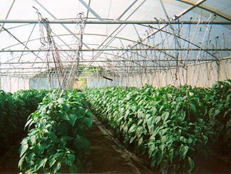 Greenhouse Tunnels South Africa