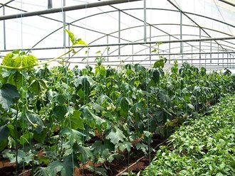 Greenhouse Tunnels South Africa (10)