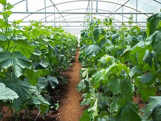 Greenhouse Tunnels South Africa (11)