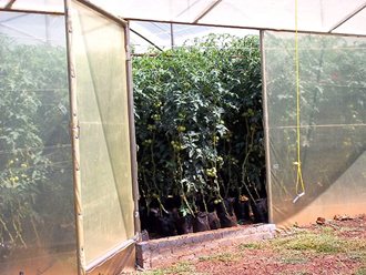 Greenhouse Tunnels South Africa (12)