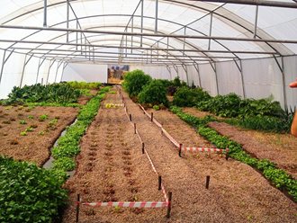 Greenhouse Tunnels South Africa (14)