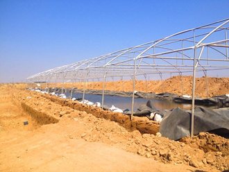 Greenhouse Tunnels South Africa (16)