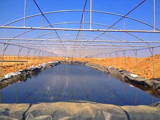 Greenhouse Tunnels South Africa (17)