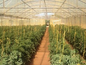 Greenhouse Tunnels South Africa (19)