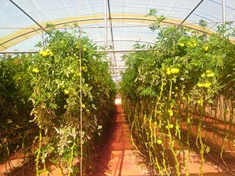 Greenhouse Tunnels South Africa (24)