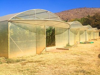 Greenhouse Tunnels South Africa (25)