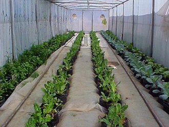 Greenhouse Tunnels South Africa (27)