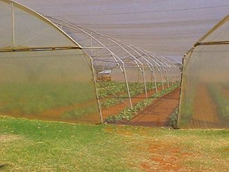 Greenhouse Tunnels South Africa (39)