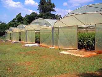 Greenhouse Tunnels South Africa (4)