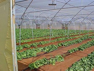 Greenhouse Tunnels South Africa (40)