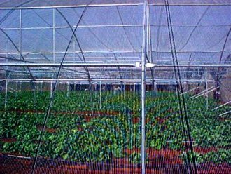 Greenhouse Tunnels South Africa (47)