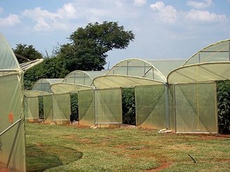 Greenhouse Tunnels South Africa (6)