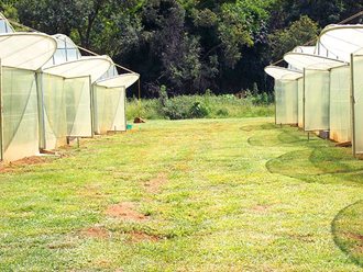 Greenhouse Tunnels South Africa (7)