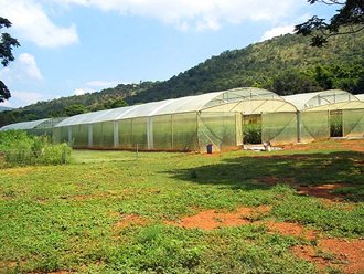 Greenhouse Tunnels South Africa (8)